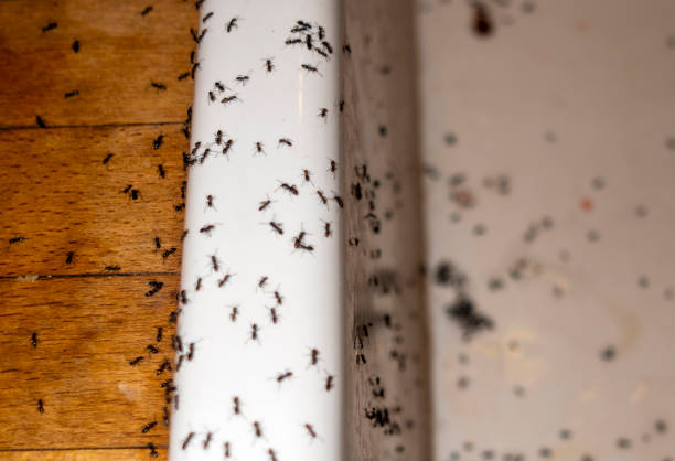 Pest Prevention Services in Mobridge, SD